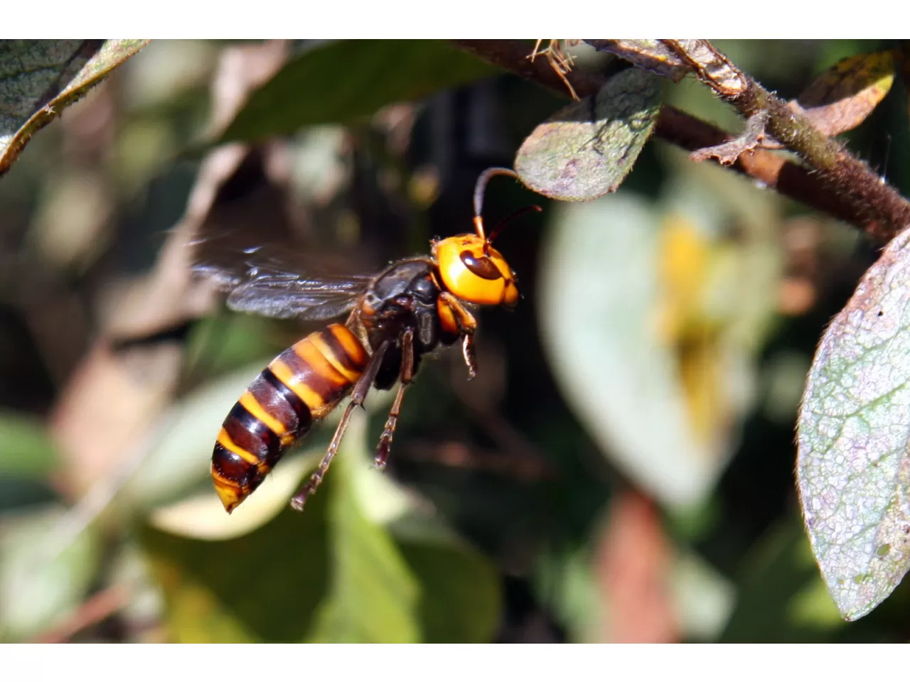 Arıların Silah Olarak Kullanılması