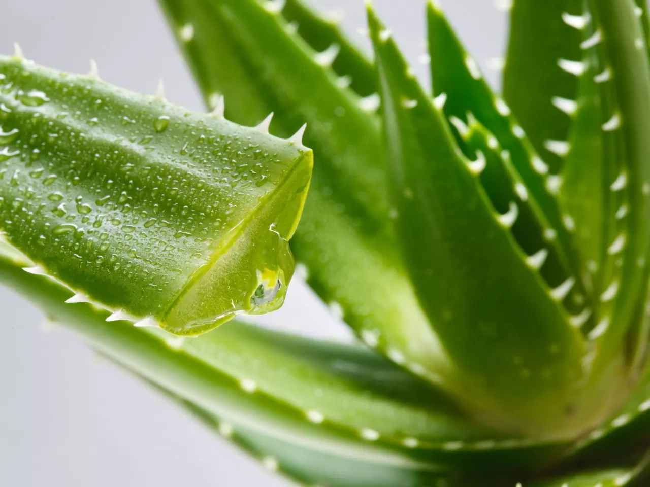aloevera