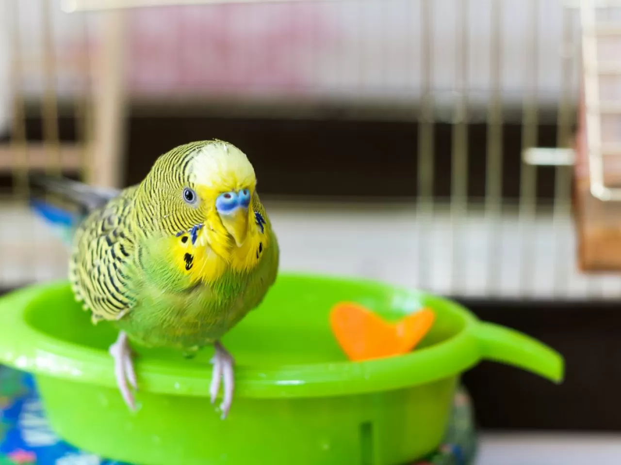 muhabbet kuşu kafesinde banyoluk olmalı mı