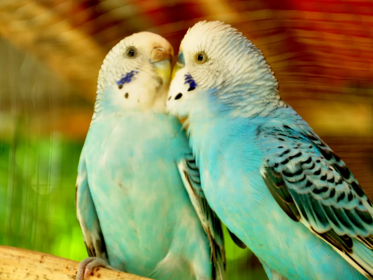 Muhabbet Kuşu İçin İdeal Oda Sıcaklığı Nedir?