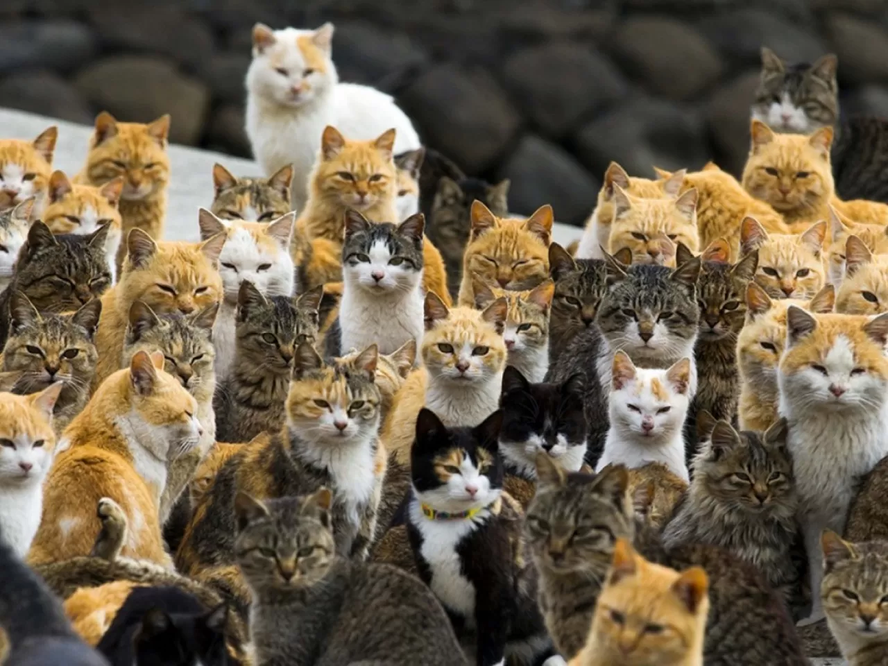 Tüy Yumaklarına Karşı Beslenme