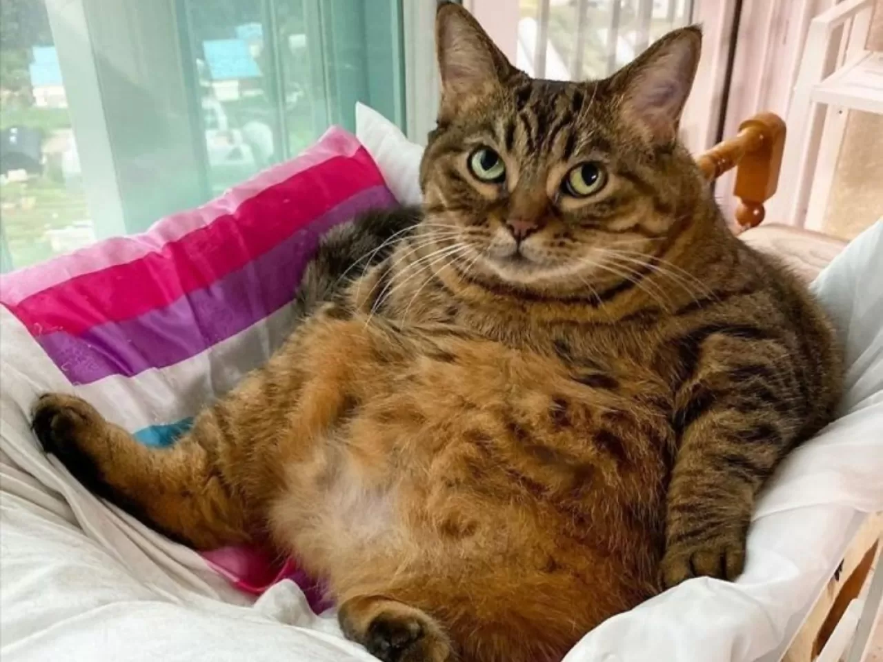 Kilolu Kediler Nasıl Beslenmelidir?