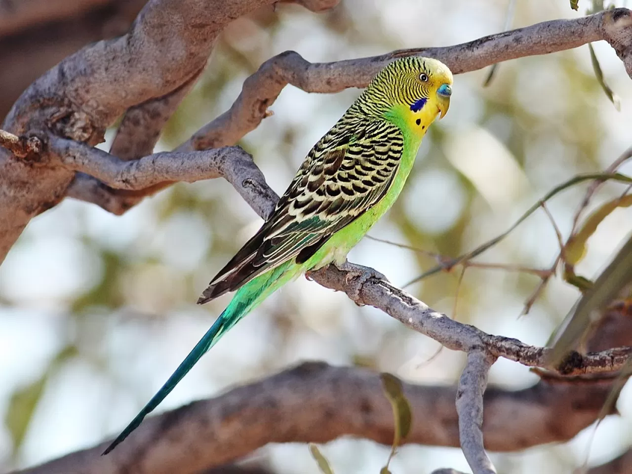 Ortam Değişikliği
