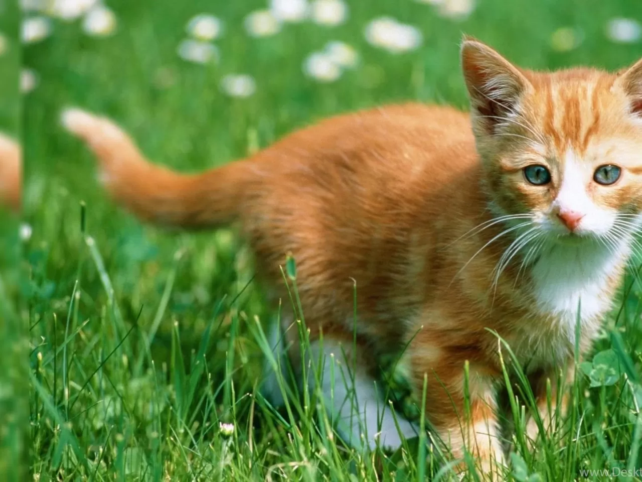 Kedilerde Ağız Kokusu Normal midir?