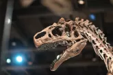 Dünyanın En Büyük Dinozor Fosilleri