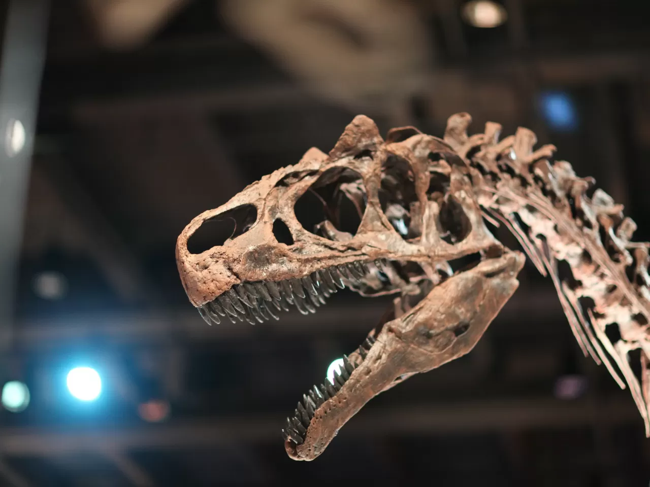 Dünyanın En Büyük Dinozor Fosilleri