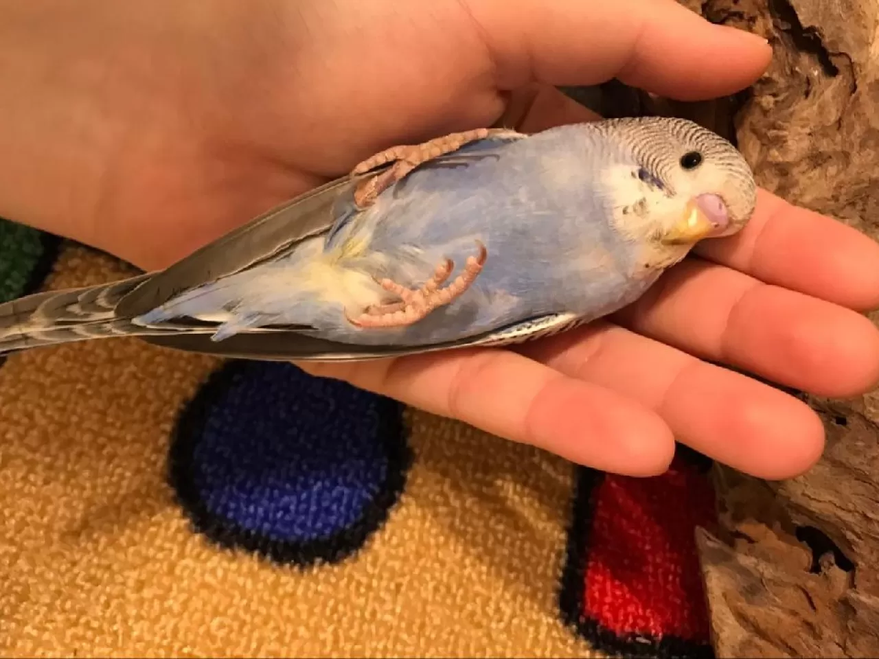 Yavru Muhabbet Kuşu Ne Zaman Konuşur?