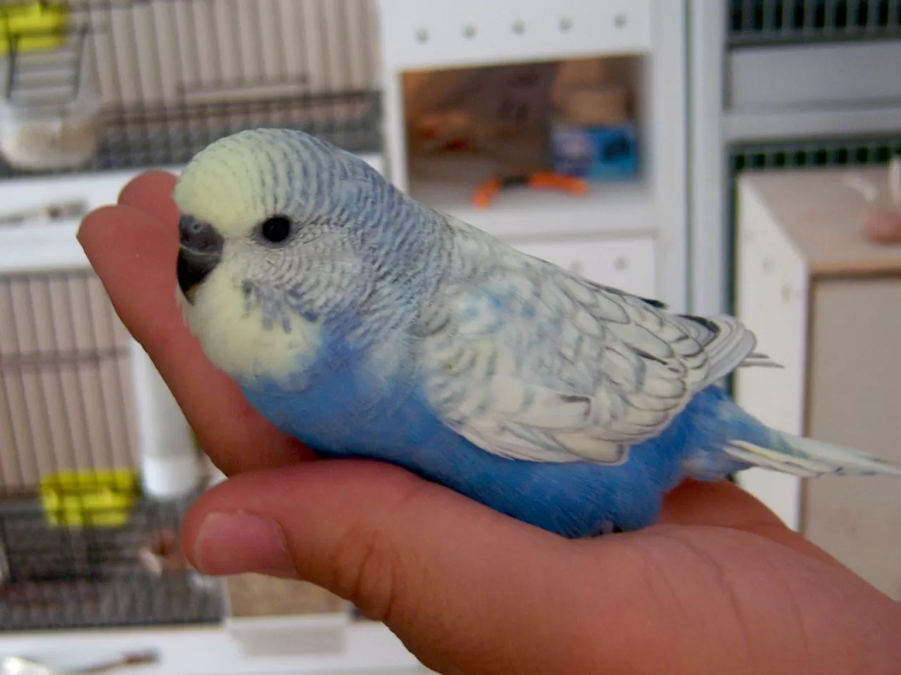 Yavru Muhabbet Kuşu Nasıl Beslenir?