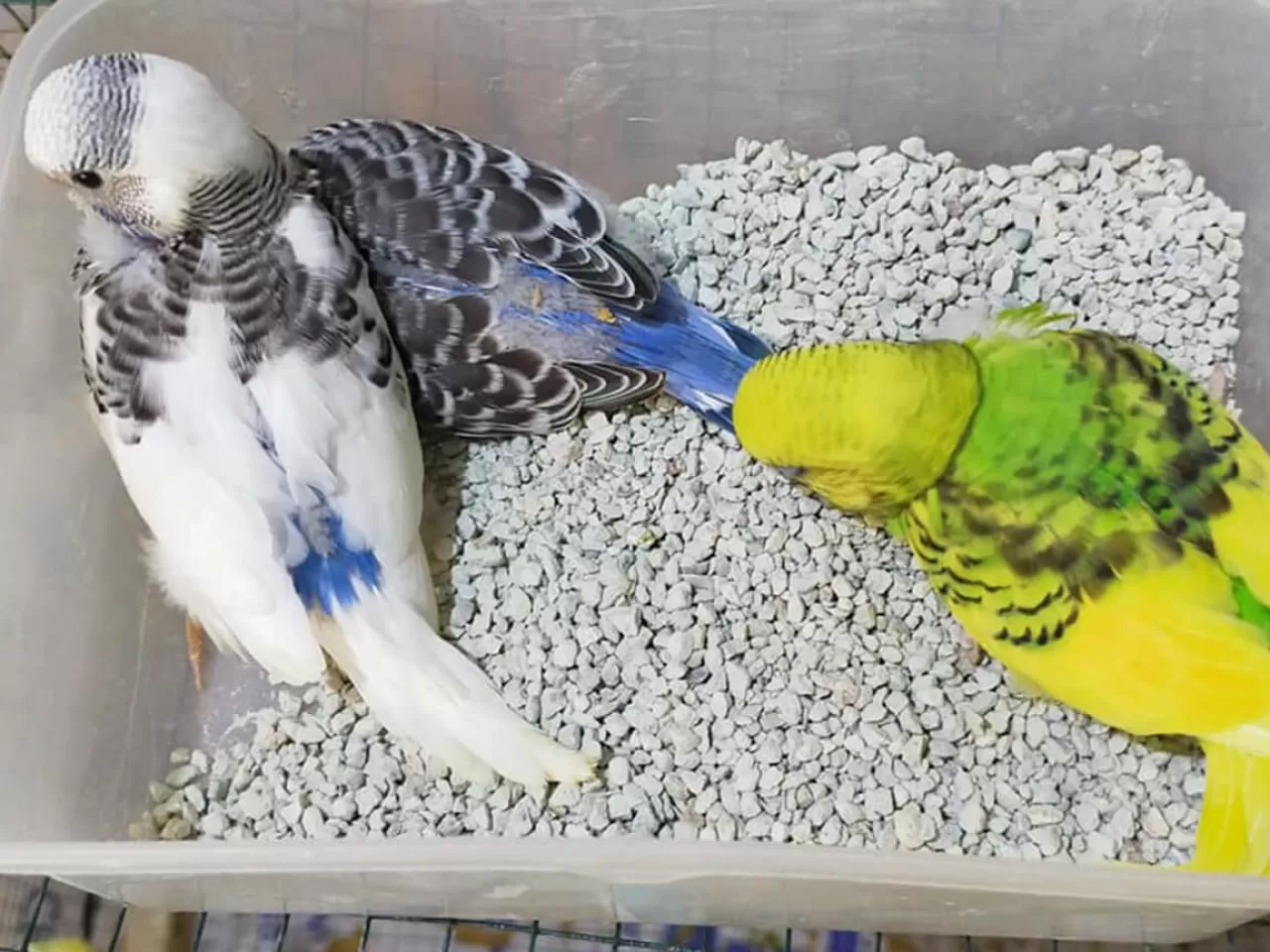 Eve Yeni Gelen Muhabbet Kuşunun Davranışları Nasıl Olur?