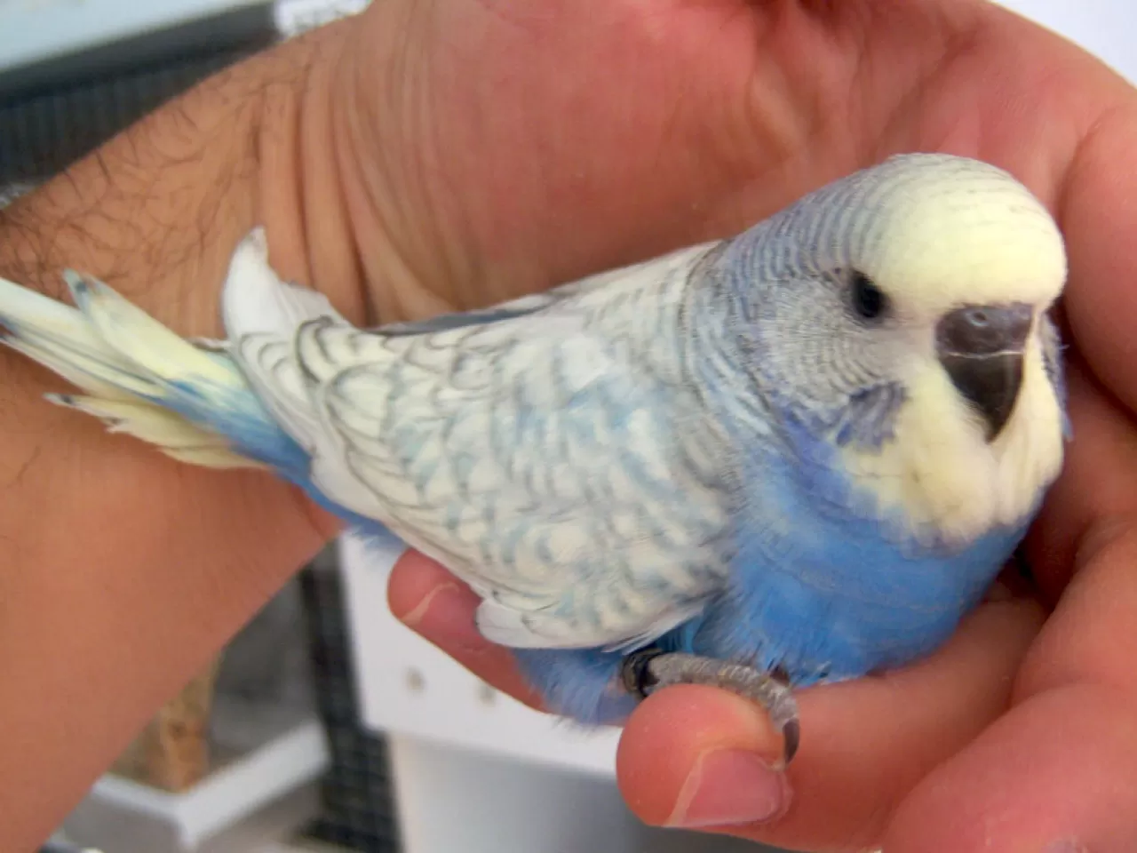 İlk Aldığında Muhabbet Kuşuna Nasıl Yaklaşmalısın?