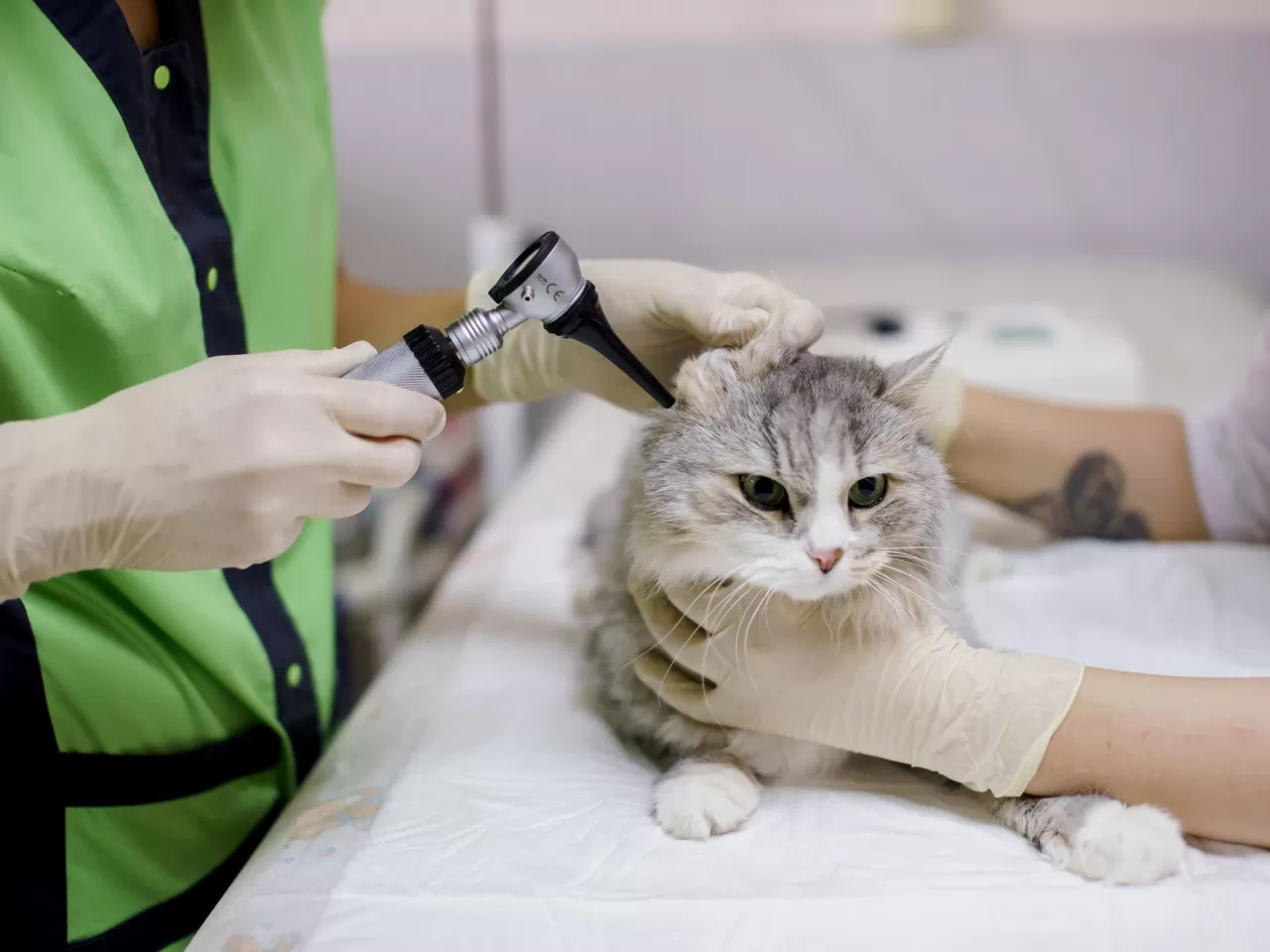 kedi hapşırma nasıl geçer