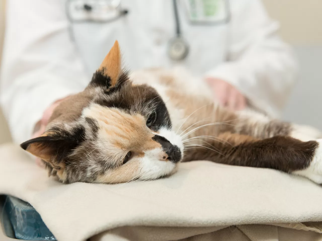 Kedi Hapşırması İnsana Zarar Verir mi?