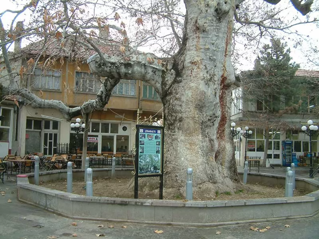 tarihi çınar ağacı