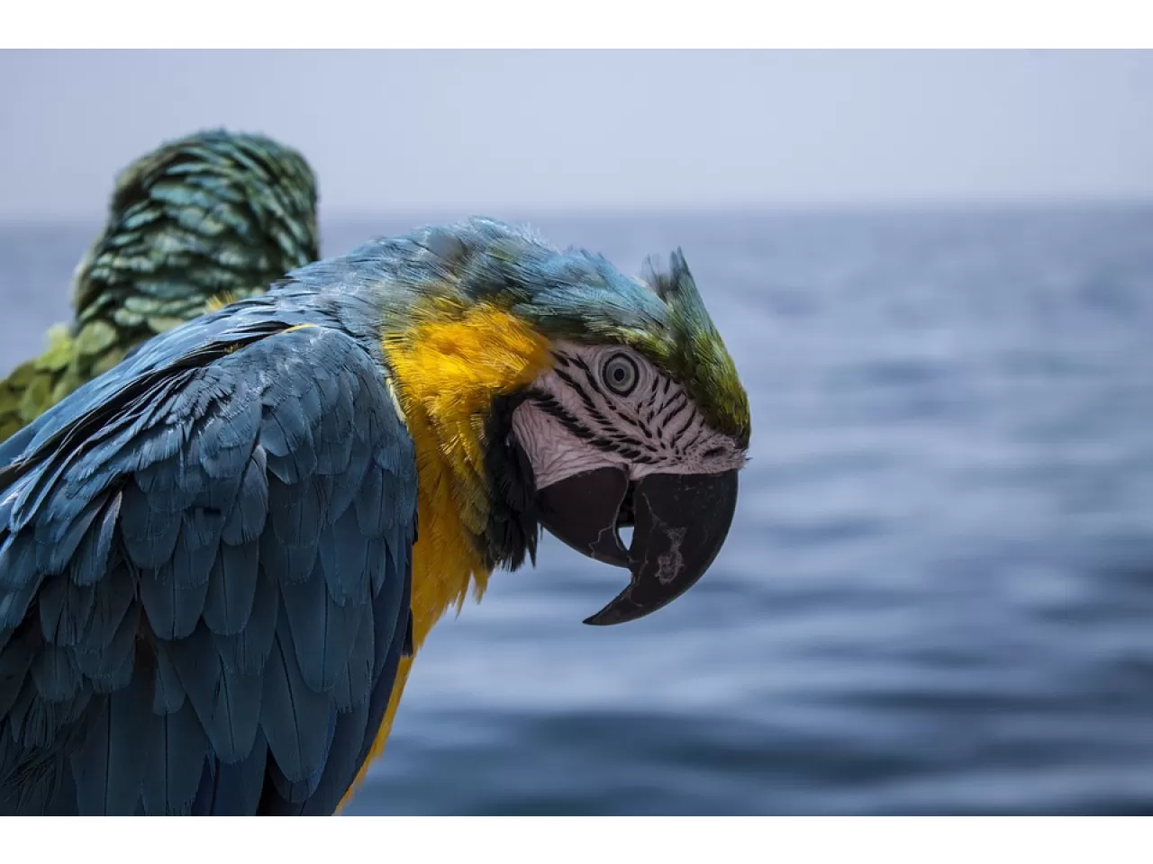 Korsanlar Neden Papağan Sahipleniyorlardı?