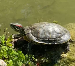 Evde Su Kaplumbağası Bakımı Nasıl Yapılır?