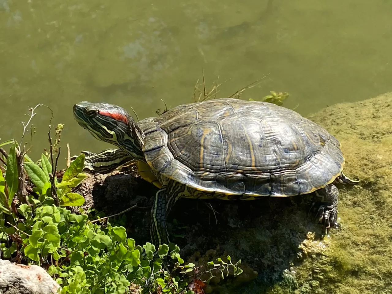 Evde Su Kaplumbağası Bakımı Nasıl Yapılır?