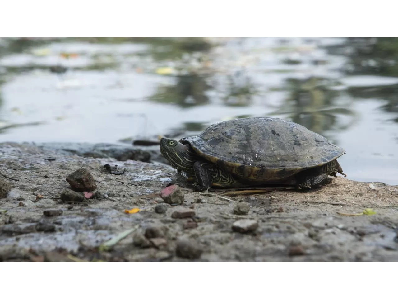 Kaplumbağalarla Etkileşim