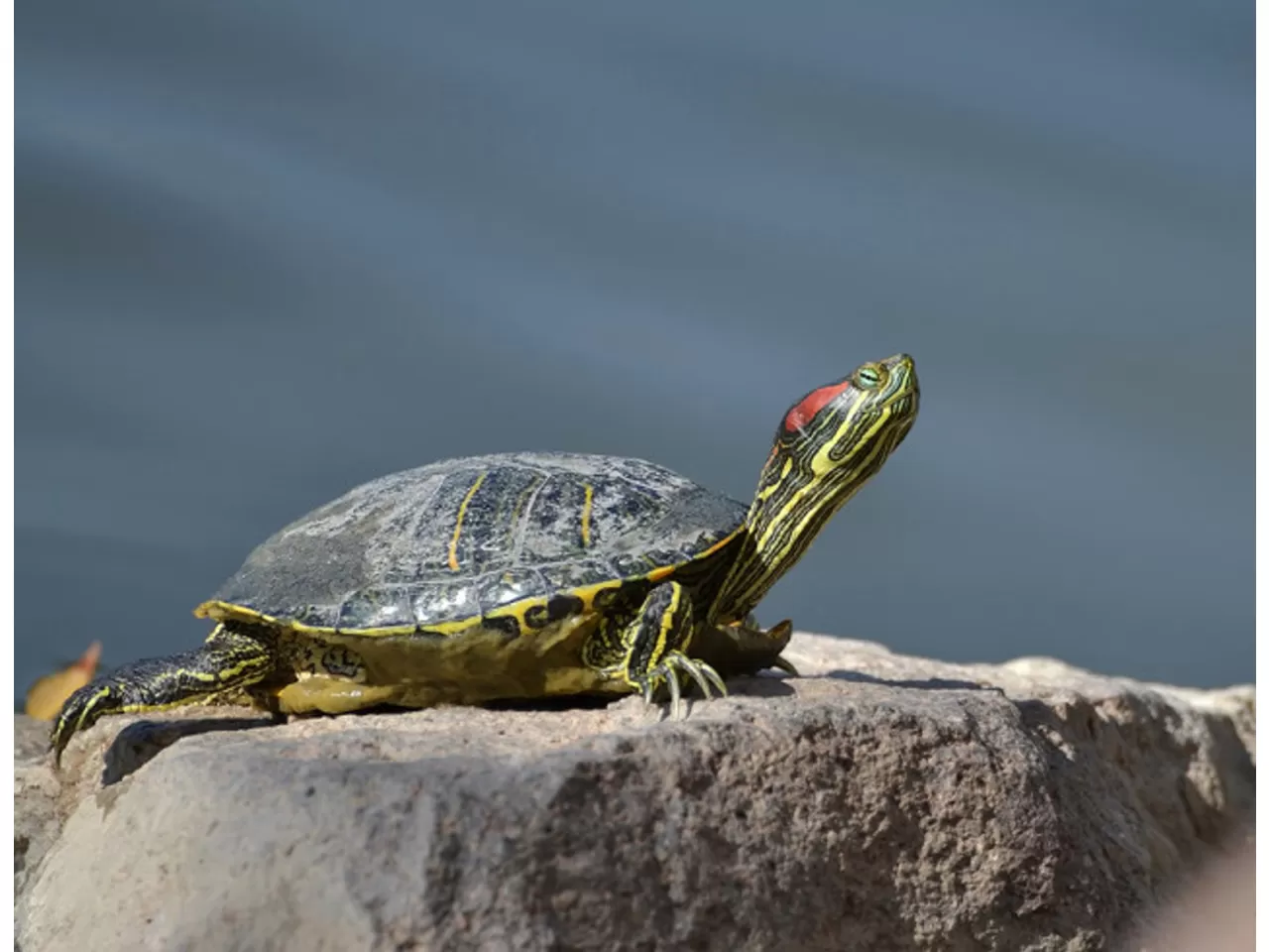 Su Kalitesi ve Sıcaklık Kontrolü