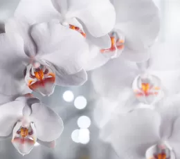 Orkide Bakımı Nasıl Yapılır? – Orkide Bakımında 9 Önemli Husus