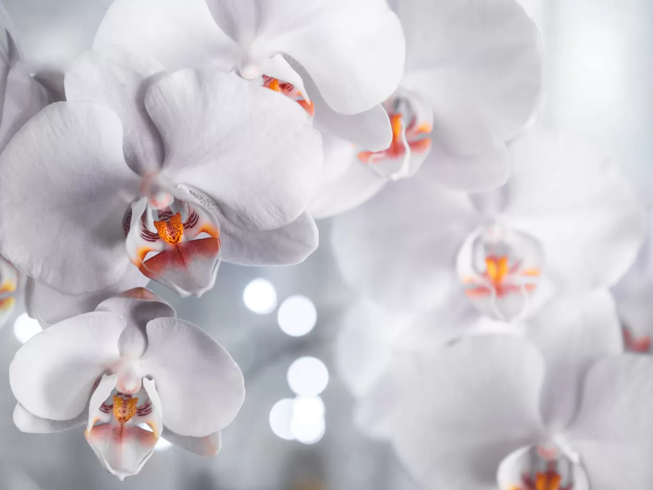 Orkide Bakımı Nasıl Yapılır? – Orkide Bakımında 9 Önemli Husus